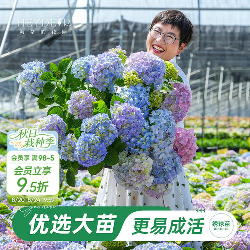海妈家自产绣球花苗新手易养