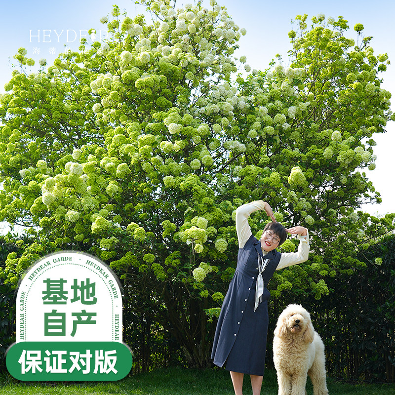 中华木绣球海蒂的花园图片