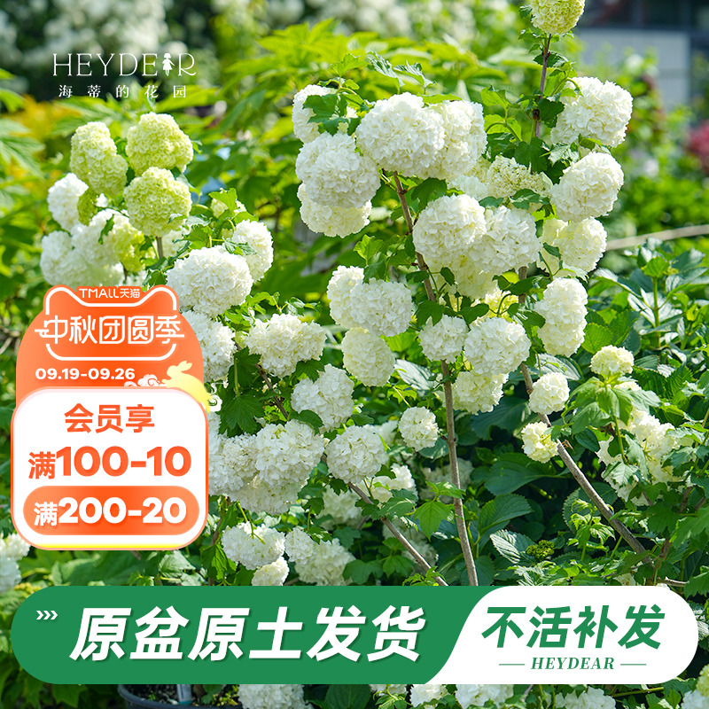 耐寒绣球花苗花量大易养护