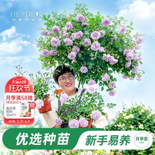 海蒂的花园旗舰店月季花苗带花苞爬藤月季盆栽苗果汁阳台绿植花卉
