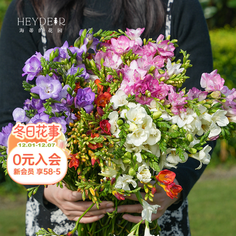 海蒂的花园香雪兰小苍兰球根花卉