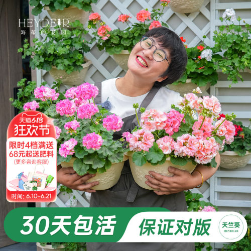 海妈家天竺葵多季节开花包对版