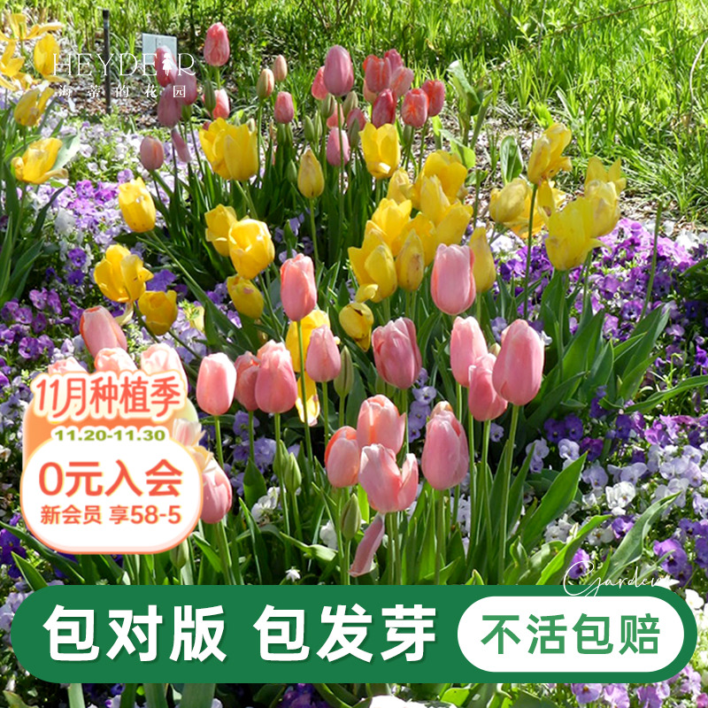 郁金香自然球春季开花球根花卉