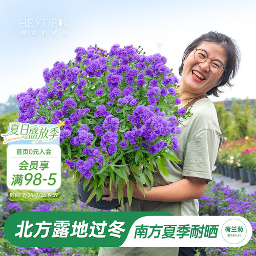 海妈家紫菀荷兰菊盆栽全国可种