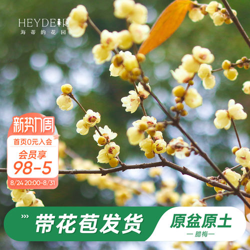 海蒂的花园腊梅花苗易活好养