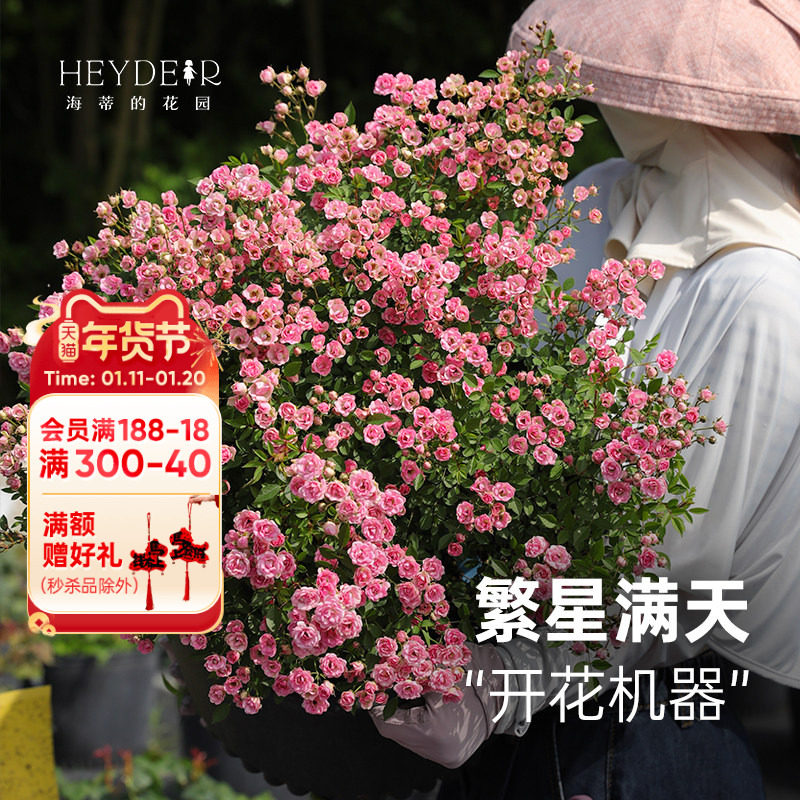 海蒂的花园旗舰店超微月季花卉盆栽灌木微型月季小苗阳台庭院植物,鲜花速递/花卉仿真/绿植园艺,月季/蔷薇/玫瑰,淘宝优惠券,粉丝福利购,淘宝优惠卷