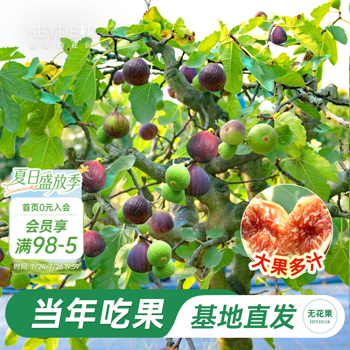 海蒂的花园无花果树果苗大果盆栽芭劳奈波姬红家庭水果树种植耐热