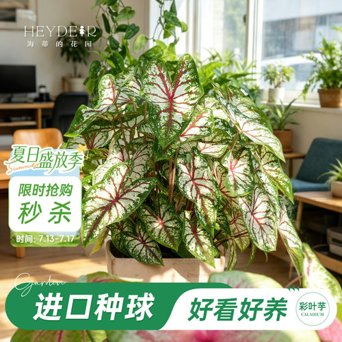 好种易发芽室内可栽种