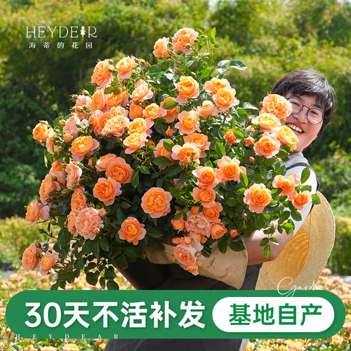海蒂的花园果汁阳台月季新手推荐