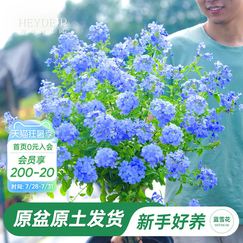 海蒂阳台蓝雪花海蒂的花园