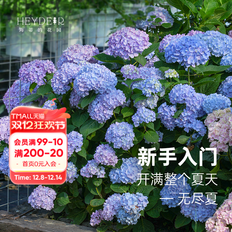 海蒂的花园无尽夏绣球盆栽