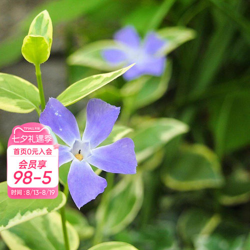 海蒂的花园花叶蔓长春多年生