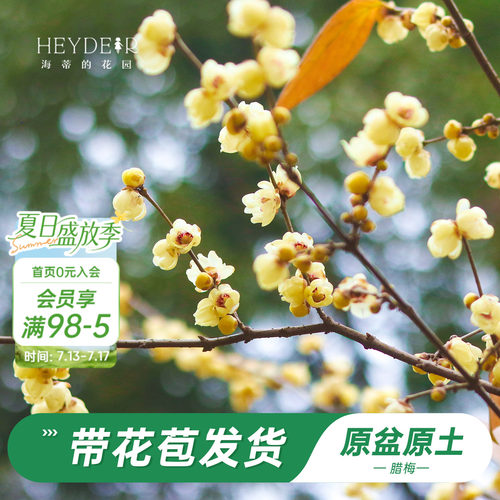 海蒂的花园腊梅花苗易活好养