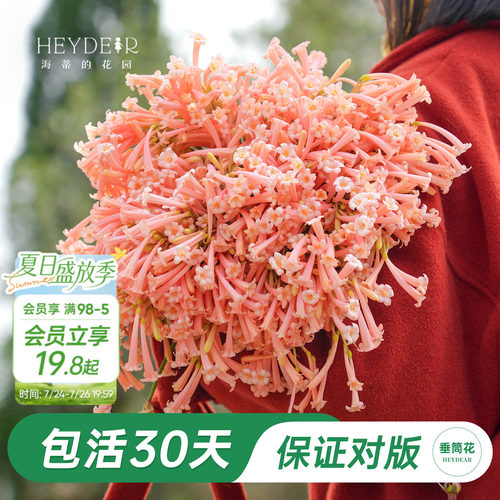 海妈家冬季开花球根花卉植物