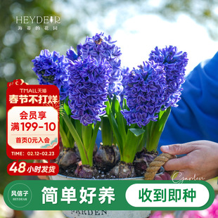 海蒂的花园旗舰店风信子球根阳台花园盆栽地栽花卉植物种球预售