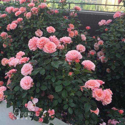 海蒂的花园四季阳台盆栽花卉植物