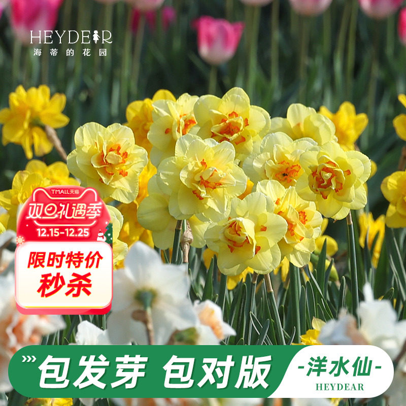 海蒂的花园旗舰店洋水仙种球进口重瓣大花球根花卉植物裸球根