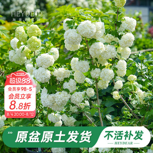绿植盆栽回购榜TOP店铺木绣球
