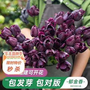 海蒂 花园旗舰店郁金香种球5度球阳台花卉花种裸球自然球开花球