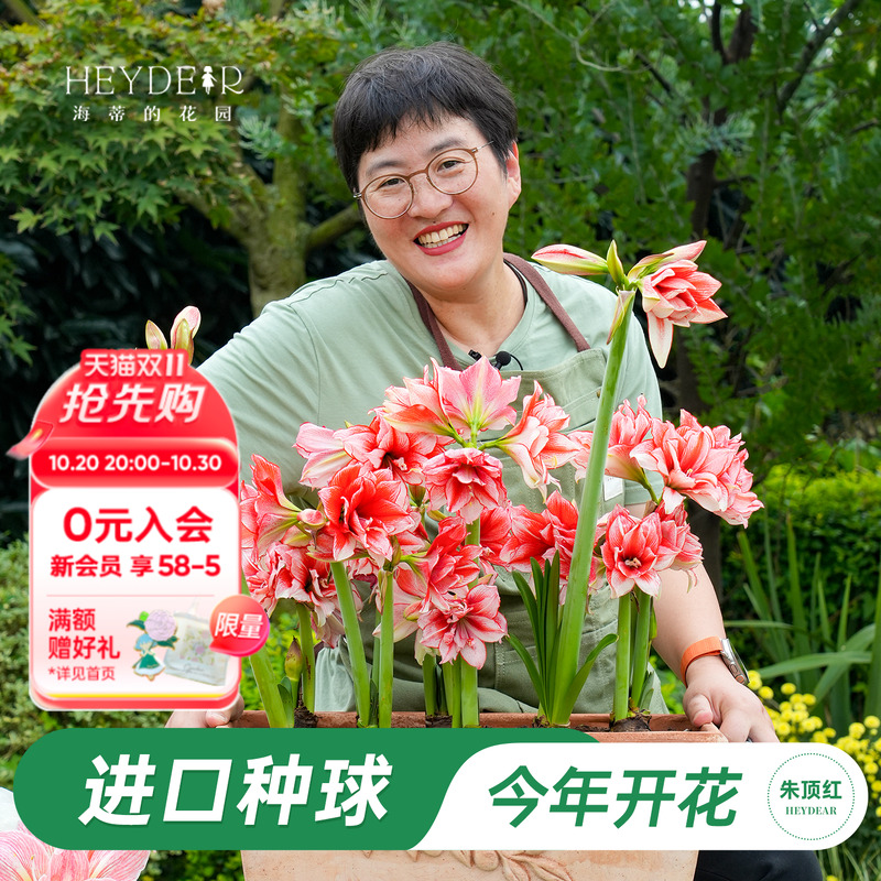 秋季朱顶红进口种球包对版