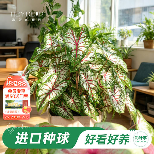 好种易发芽室内可栽种
