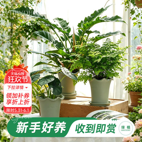海蒂的花园绿植成品套盆桌面盆栽