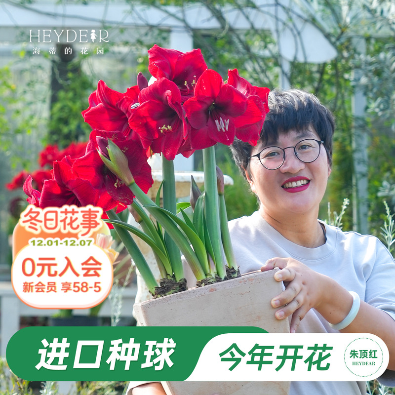 海蒂的花园荷兰朱顶红种球