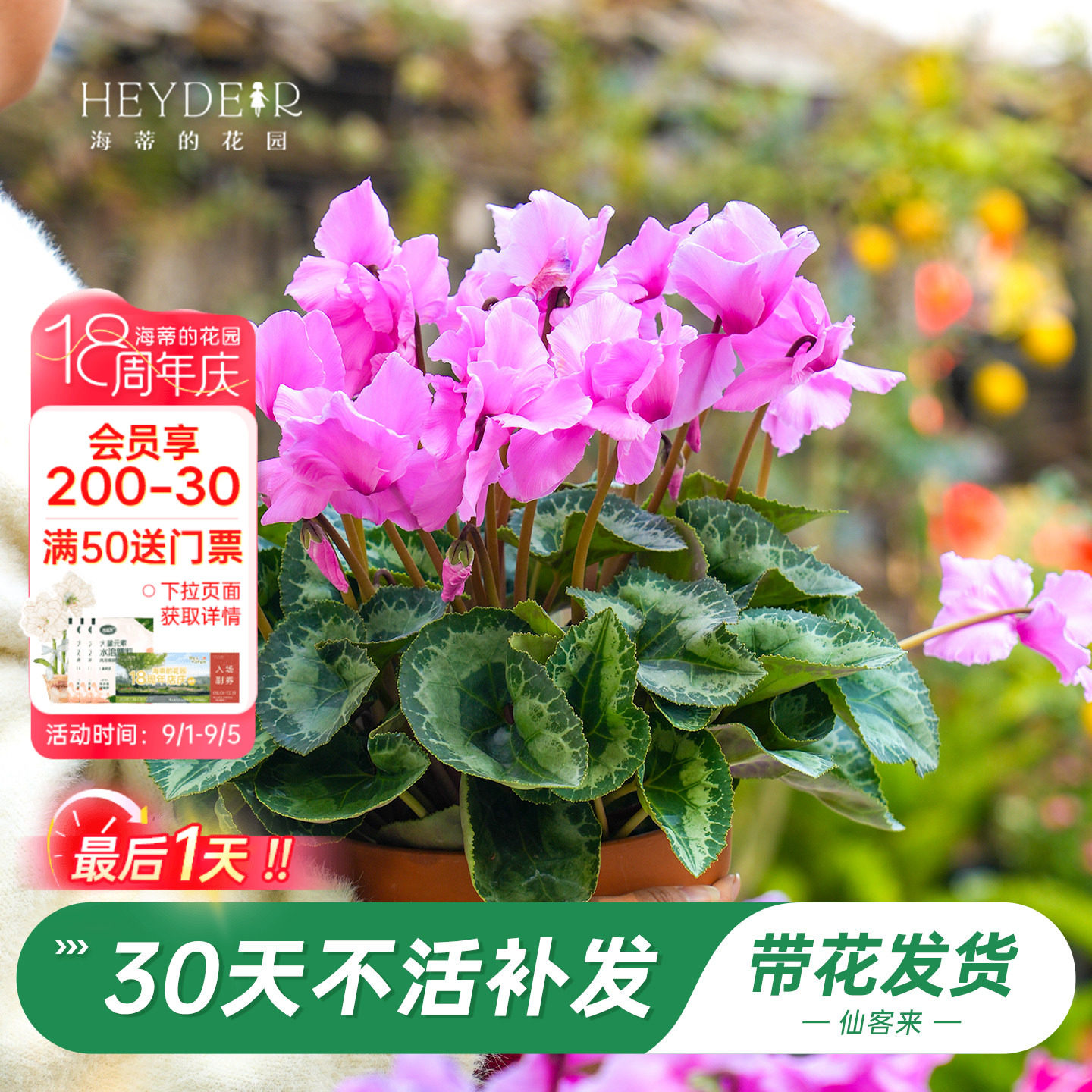 海蒂的花园旗舰店仙客来盆栽苗冬季开花客厅办公桌花卉植物室内花