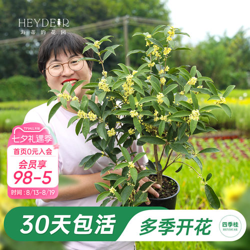 海妈家多季节开花桂花盆栽
