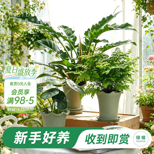 海蒂的花园绿植成品套盆桌面盆栽