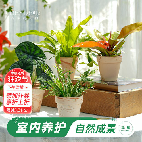 海蒂的花园成品绿植盆栽新手好养