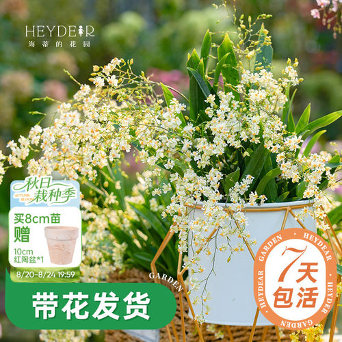 梦香文心兰室内开花香气四溢