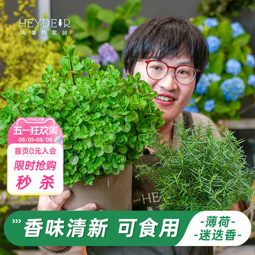 多种类型香草植物香型各异