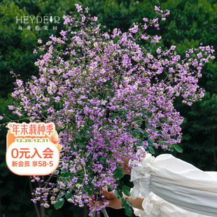 海蒂 花园偏翅唐松草多年生宿根花卉植物盆栽苗阳台庭院耐寒好养