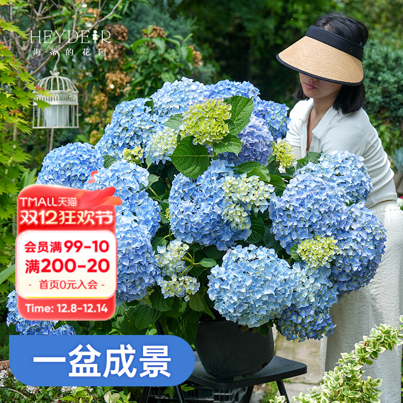 基地自产绣球花大苗保证对版