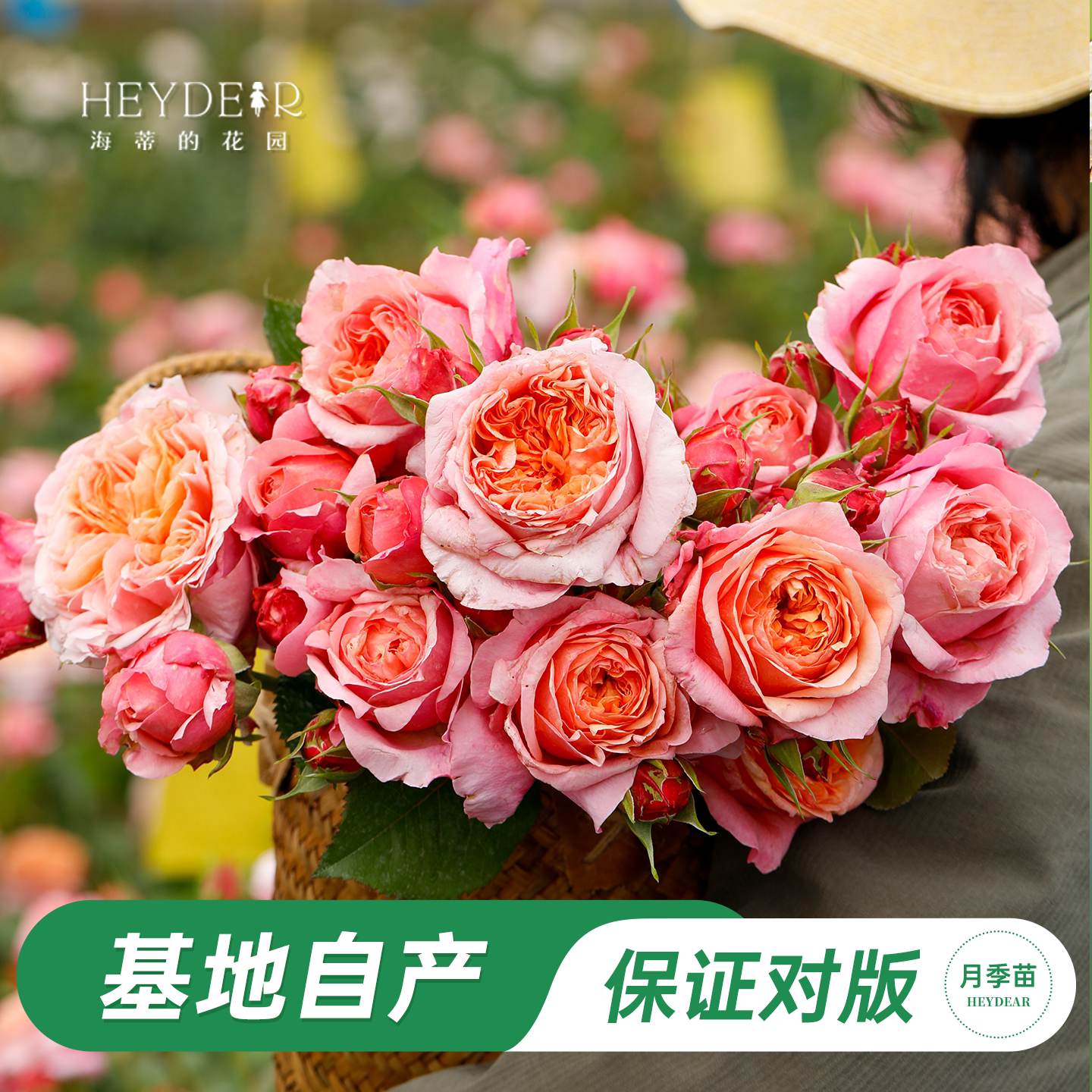 海蒂的花园 维多利亚秘密包子花型切花月季阳台庭院盆栽地栽花卉