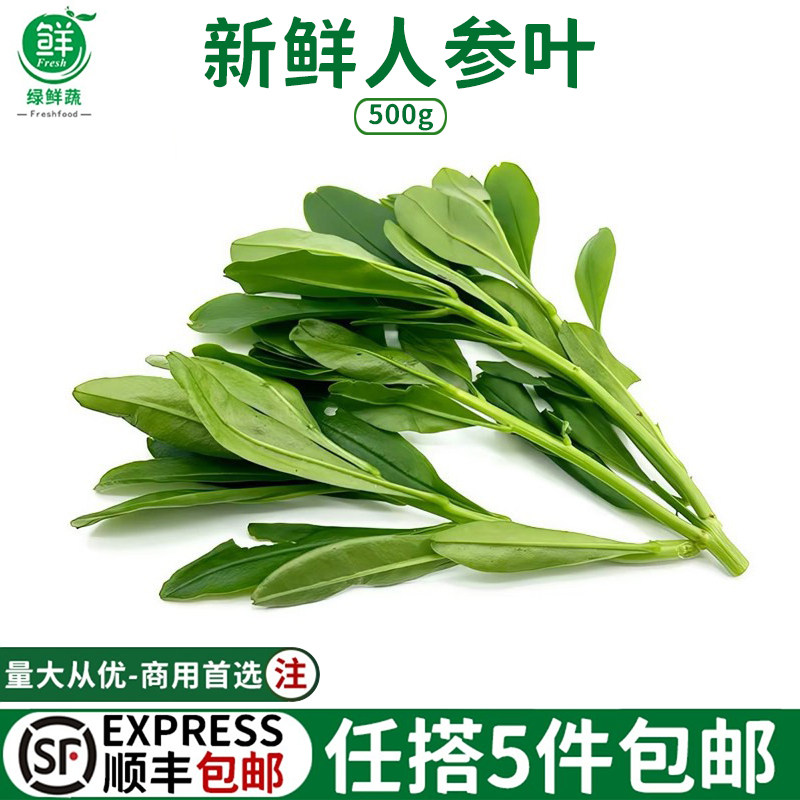 新鲜人参叶野菜士人参苗菜农庄煲汤火锅特色蔬菜打边炉食材青菜