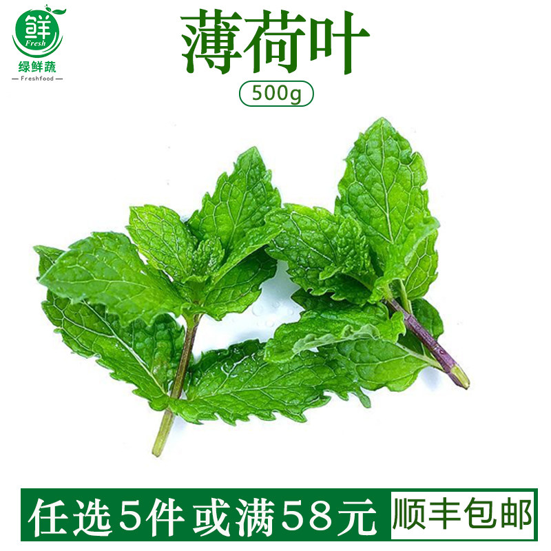 新鲜薄荷叶食用西餐烘焙调酒茶饮品装饰点缀用莫吉托香料500g图片