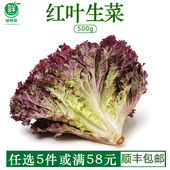 红叶生菜新鲜罗莎红生菜西餐轻食沙拉蔬菜食材生吃紫叶生菜500g