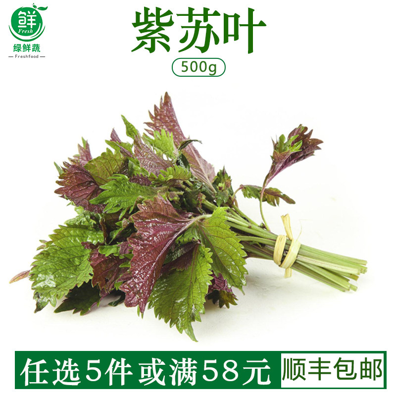 新鲜紫苏叶广西农家自种食用饭店龙虾鱼虾蟹调料提香去腥香料散装