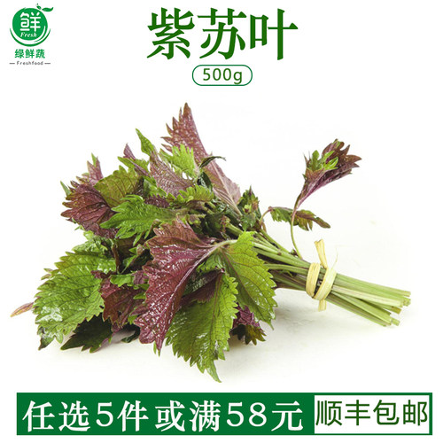新鲜紫苏叶广西农家自种食用饭店龙虾鱼虾蟹调料提香去腥香料散装
