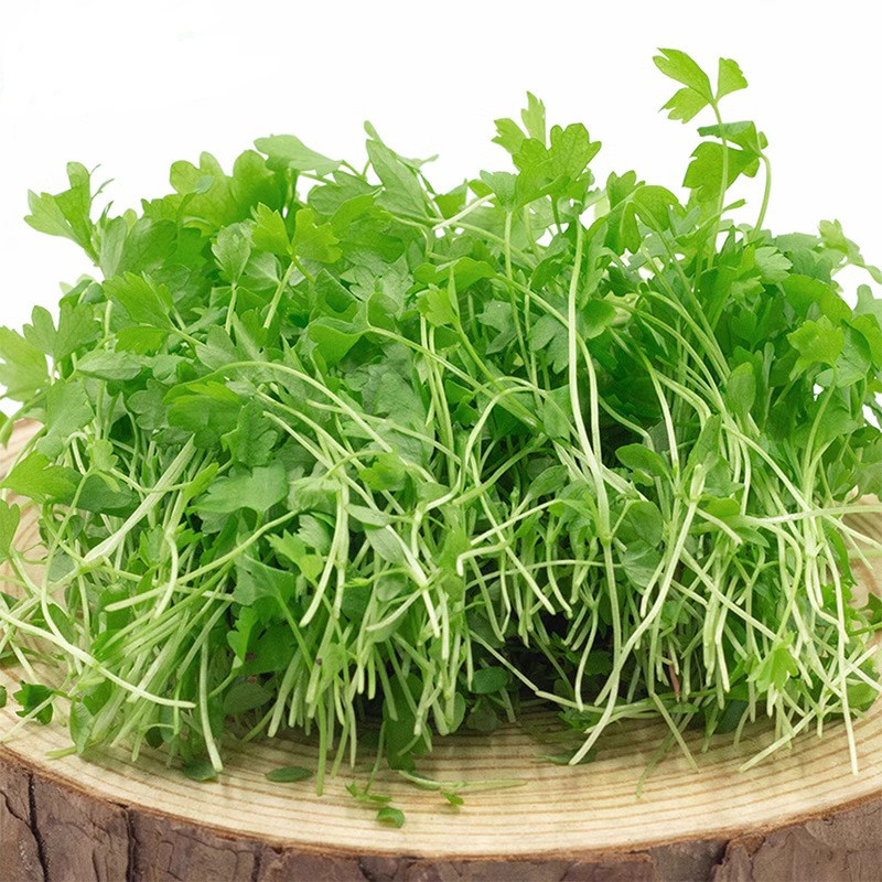 芹菜新鲜芹菜苗新鲜一盒香芹水芹西芹三叶可食用西餐酒店香料蔬菜