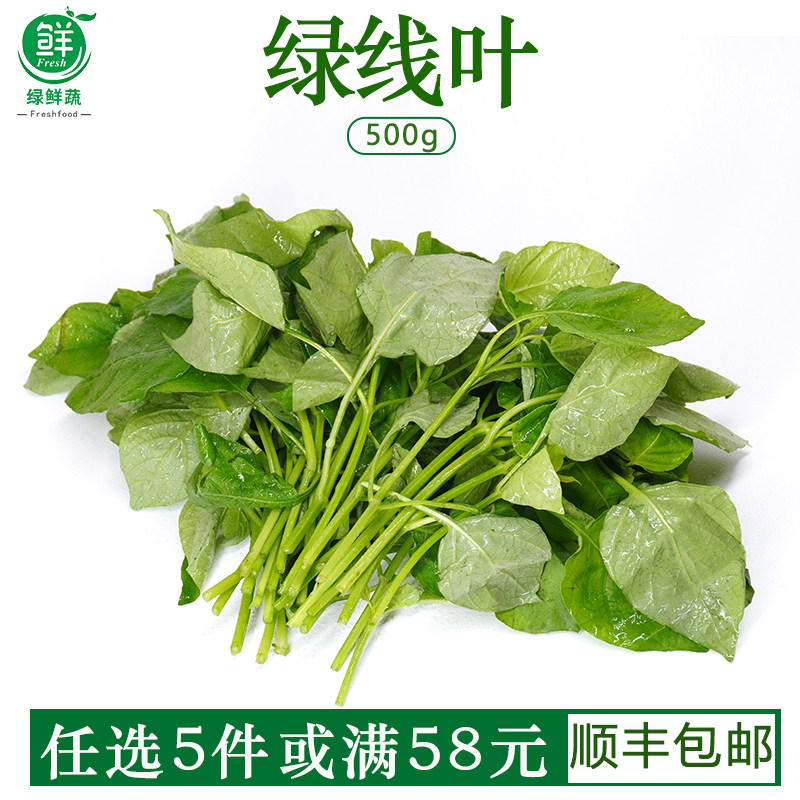 绿线叶新鲜蔬菜野菜酒楼饭店农庄特色食材边炉煲汤火锅血通绿线苗