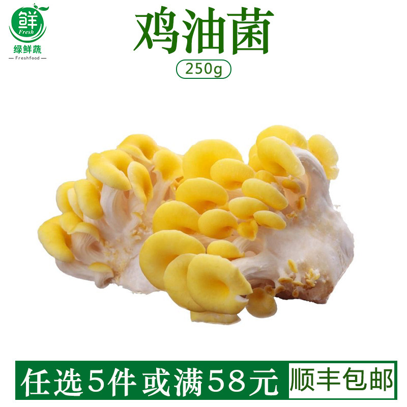 鸡油菌新鲜菌菇云南特产山珍食材蘑菇农家榆黄菌火锅爆炒口感嫩