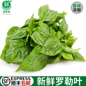 新鲜甜罗勒叶食用披萨草泰式 品种罗勒酱调料青酱西餐食材摆盘装 饰