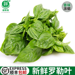新鲜甜罗勒叶食用披萨草泰式 饰 品种罗勒酱调料青酱西餐食材摆盘装