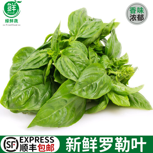 新鲜甜罗勒叶食用披萨草泰式品种罗勒酱调料青酱西餐食材摆盘装饰