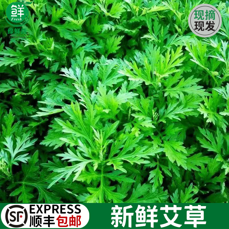 新鲜艾草食用蔬菜现摘清明草粑粑青团艾米果艾叶新鲜艾蒿顺丰包邮