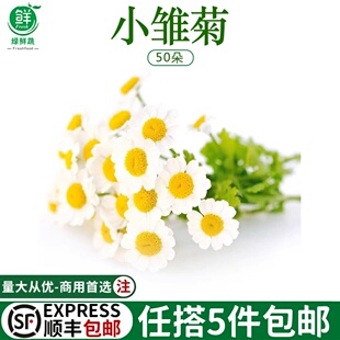 洋甘菊鲜花新鲜插花酒店西餐日料摆盘蛋糕点缀装 饰小雏菊10g50朵