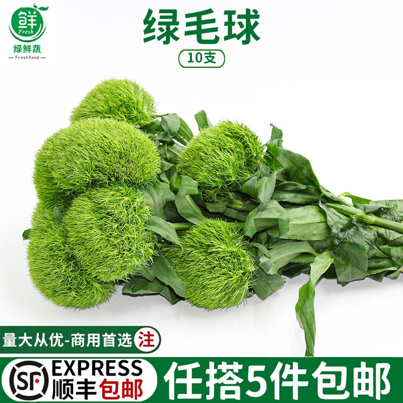 新鲜绿毛球绿石竹酒店西餐日料刺身摆盘造型点缀水果礼盒装饰